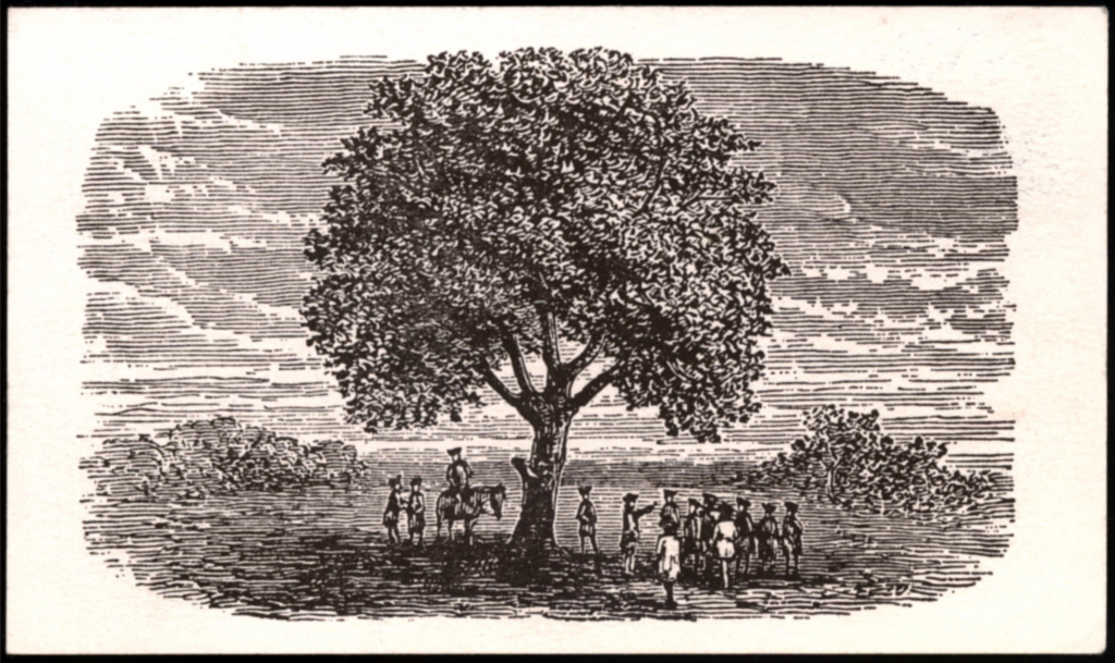 Legacy Of The Liberty Tree